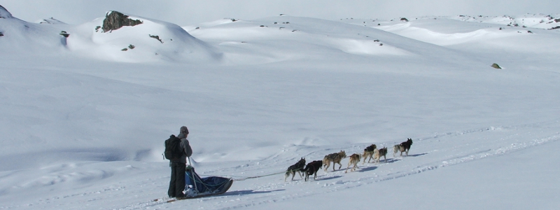 schlittenhundeguide