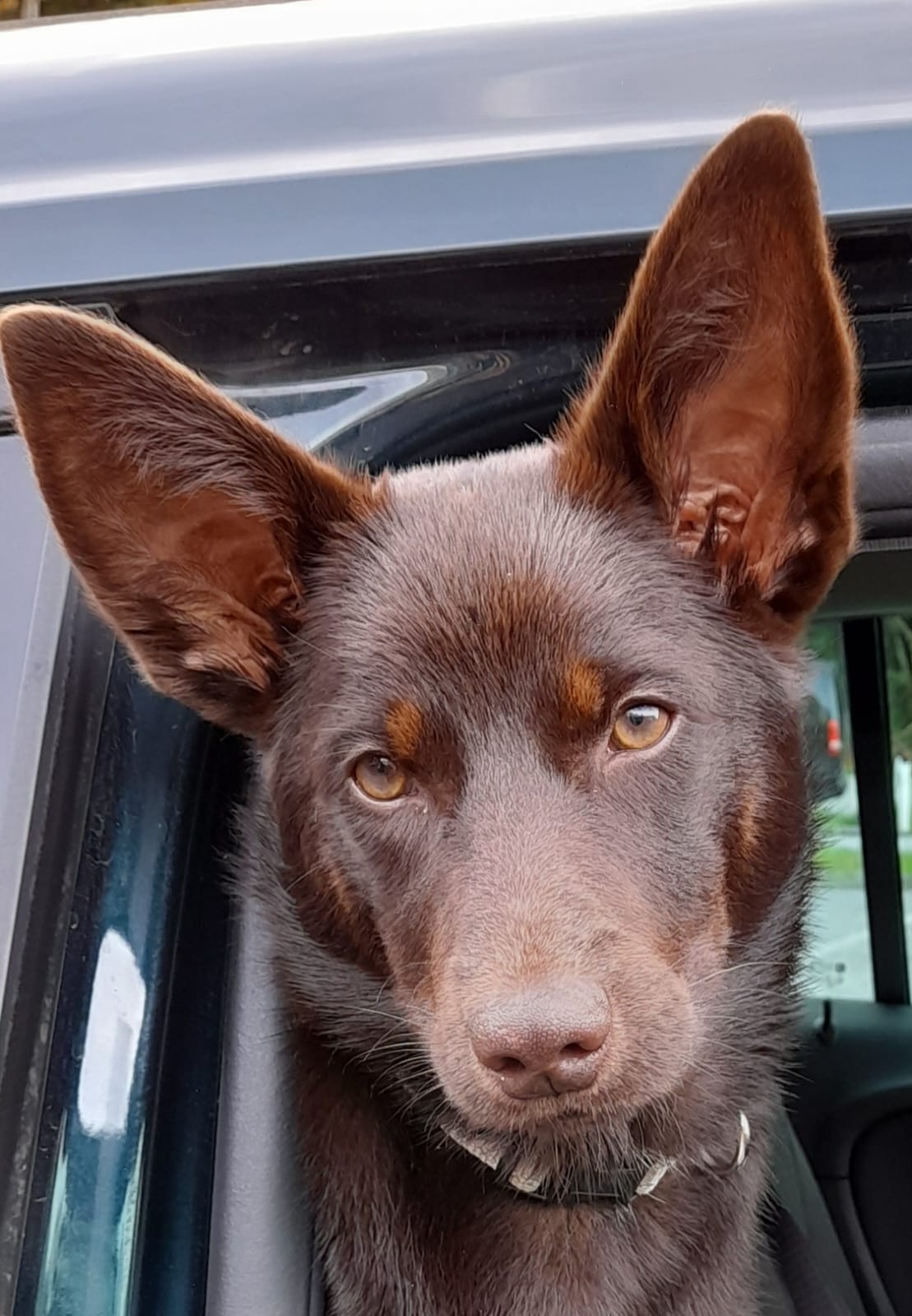  Australien Kelpie Zucht Österreich